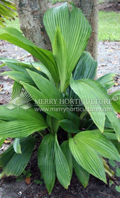 Cyclanthus bipartitus